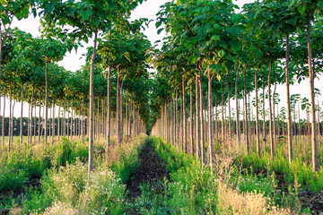 Obraz premium Pretty woodland, paulownia tree plantation