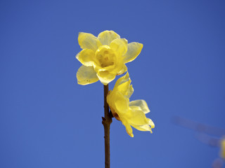 蠟梅の花（青空下）