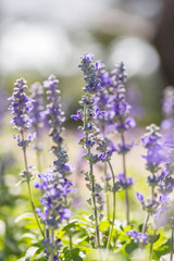 Blue Salvia (salvia farinacea) flowers blooming in the garden