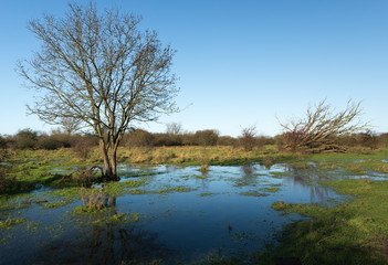Leafless tree reflected in the water