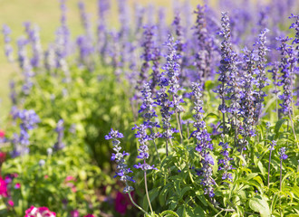 Blue Salvia (salvia farinacea) flowers blooming in the garden