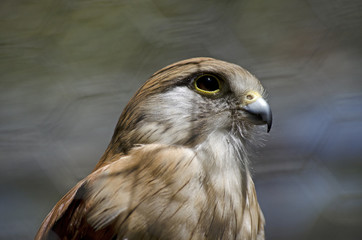 nankeen kestrel