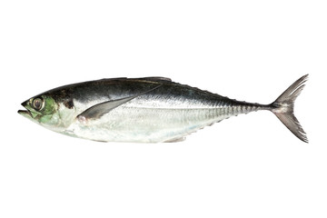  torpedo scad (Finny scad, Finletted mackerel scad)  isolated on
