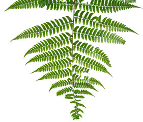  Leaf fern isolated on white background