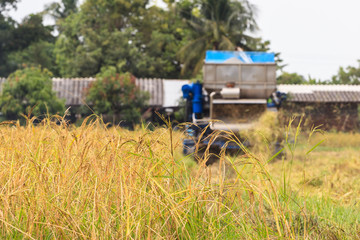 Fototapeta na wymiar Combine harvester harvesting rice.