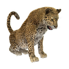 Big Cat Leopard