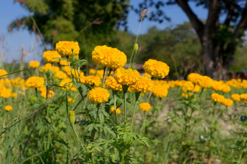 Obraz premium Prairie in bloom