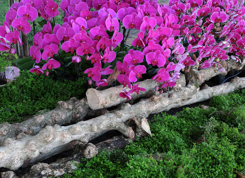 Fototapeta flower background, orchid, spring, blossom