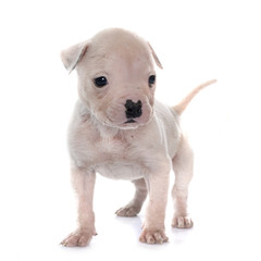 Fototapeta premium puppy american bulldog