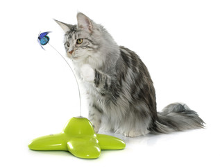 playing maine coon cat