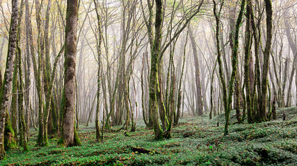 Obraz premium sous-bois avec un peu de brume