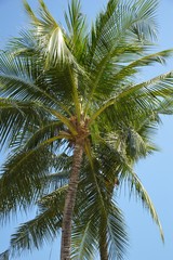 Obraz na płótnie Canvas coconut tree in nature garden