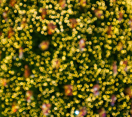 Gold bokeh background. Festive elegant abstract background with