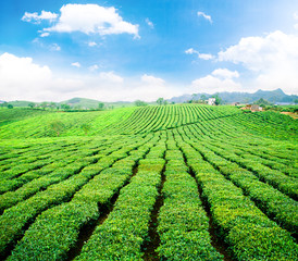 Beauty fresh green tea background.