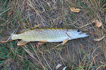 pike on the grass