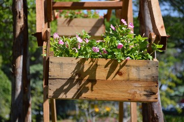 Fototapeta premium pink flower on wooden pot