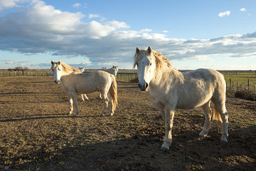 Deux chevaux blanc camarguais de profil au coucher de soleil