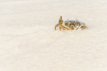 Crab at Tachai Island