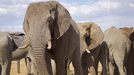 Fototapeta na wymiar An elephant keeps watch while the others drink from the only watering hole for miles in Botswana. 