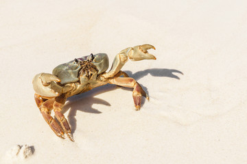 Crab at Tachai Island