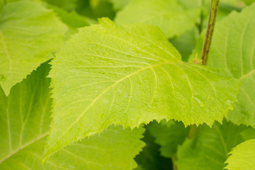 Green leaf with water drops. 