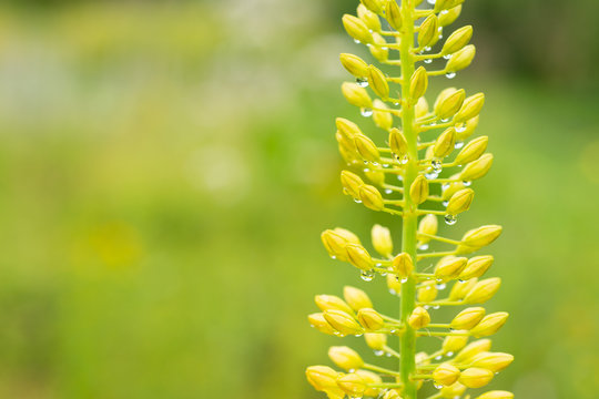
Eremurus flower bud with water drops
