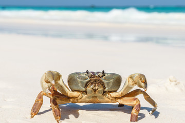 Crab at Tachai Island