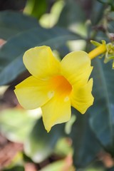 yellow allamanda flower in garden
