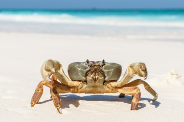 Crab at Tachai Island