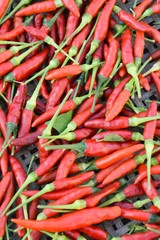 fresh red chili
