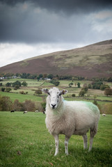 Sheep in a Scottish field with rolling hills and cloudy sky