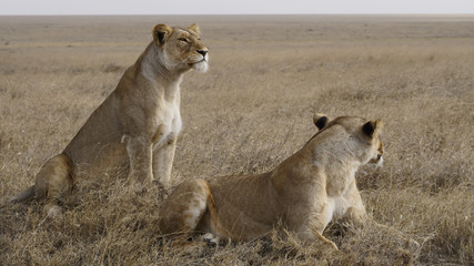 Fototapeta na wymiar Two lionesses waiting out the heat of the day in the Serengeti.