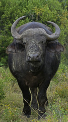 An irritable cape buffalo stares us down in Kruger National Park, South Africa. 