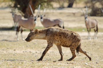 Hiena cętkowana Crocuta crocuta na Pustyni Kalahari