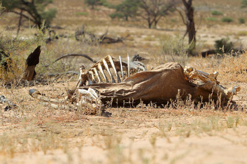 Obraz na płótnie Canvas Martwa antylopa na Pustyni Kalahari