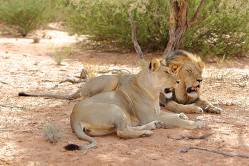 Lew afrykański Panthera leo (samiec i samica) © andrzej_67