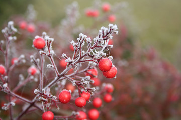 gelo su Nandina domestica. cespuglio dalle bacche rosse in inverno.
