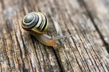 macro photo of a snail on wooden ground