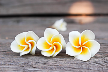 Close up of plumeria or frangipanni blossom on the old wood background.