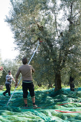 olive picking
