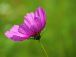 Beautiful pink cosmos flowers in the garden, Thailand
