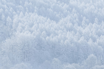 雪林