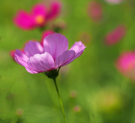 Obraz na płótnie Canvas Beautiful pink cosmos flowers in the garden, Thailand 