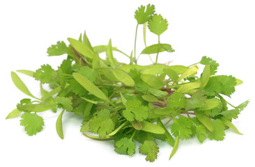 Bunch of fresh coriander leaves