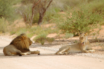 Lew afrykański Panthera leo (samiec i samica) © andrzej_67