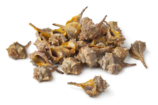 Fresh Italian spiny dye-murex