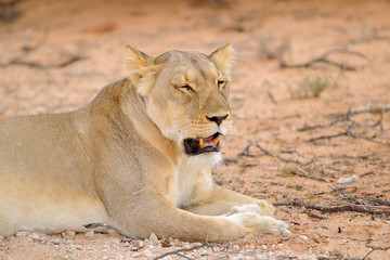 Lew afrykański (Panthera leo) - samica