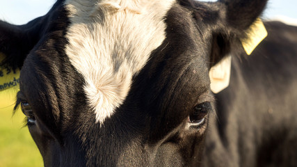 Close up van een nederlandse melk koe in de wei 