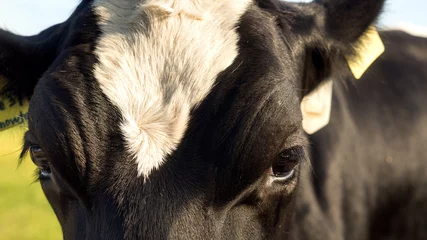 Fotobehang Close up van een nederlandse melk koe in de wei  © Leandervasse