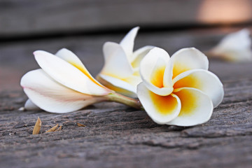 Close up of plumeria or frangipanni blossom on the old wood background.